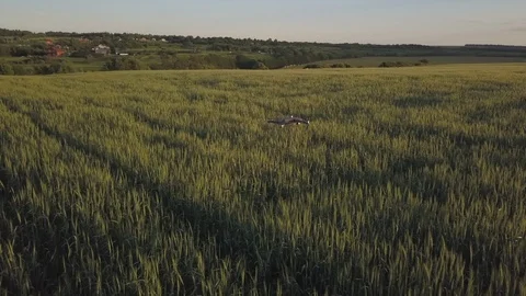 Big black drone flies low above wide green rural field Stock Footage 112538438