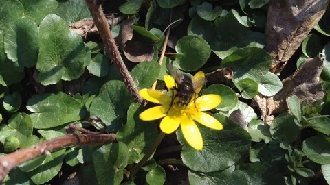 Big Black Fly Brachycera Eats a Pollen of flower Сaltha Ranunculaceae Close Up Stock Footage 88073831
