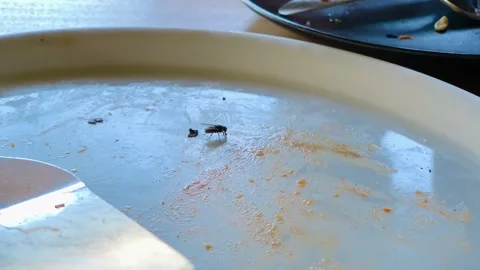 Big Black Fly Eating off an Empty Pizza Plate in a Restaurant Stock Footage 261487695