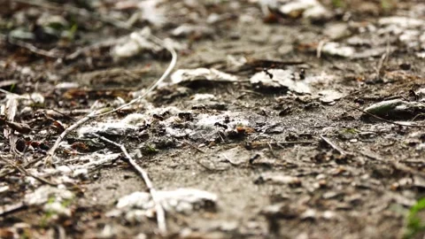 Big black forest ants crawling on the ground. Vídeos de archivo 141582571