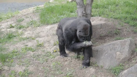 A Big Black Gorilla Chews Stock Footage 88175676