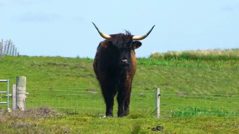 A Big  Black Highland Cattle Inside Fence Stock Footage 157550203