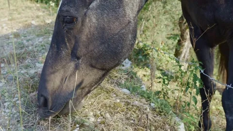 Big black horse eats grass. Stock-Footage 276606850