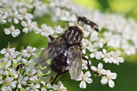 Big black housefly on the small white flowers. Stock Photos
