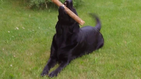 Big black labrador chews on a stick in the lawn. Stock Footage 72721160