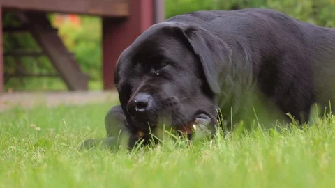 Big black labrador chews on a stick in the lawn. Stock Footage 72721175