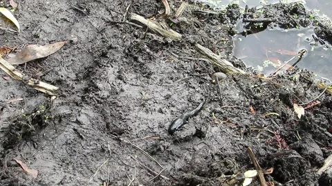 Big black leech crawling to the water worm Medicinal Leech Hirudo medicinali Stock Footage 157713324
