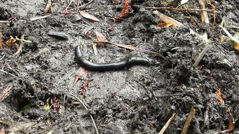 Big black leech crawling worm Video stock 157713279
