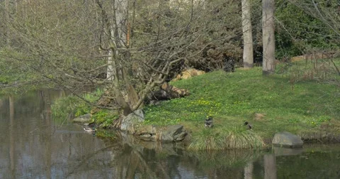 Big Black Macaque Runs Around a Tree Stock Footage 61934873