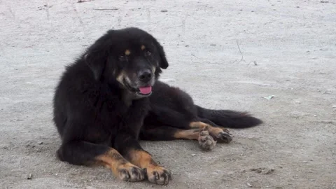 A big black mastiff stray dog sitting Stock Video Pond5