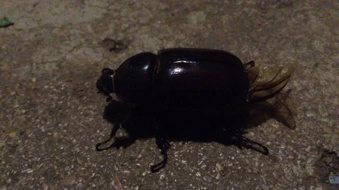 Big Black Maybug Chafer Melolontha sits on gray background Close Up Stock Footage 121281265