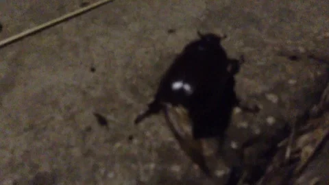 Big Black Maybug Chafer Melolontha Crawls on gray background Close Up Stock Footage 121281316