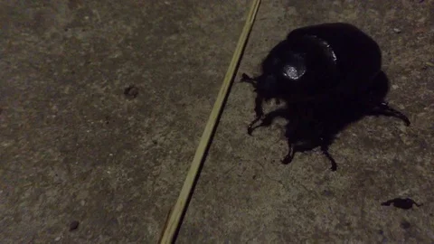 Big Black Maybug Chafer Melolontha Crawls on gray background &amp; Fly away Close Up Stock Footage 121281334