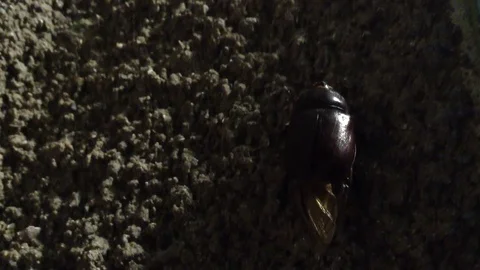Big Black Maybug Chafer Melolontha Crawls on gray background Close Up 5 Stock Footage 121281348