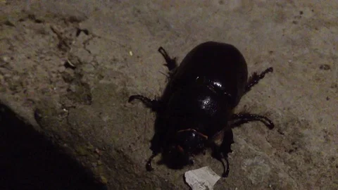 Big Black Maybug Chafer Melolontha sits on gray background Close Up 7 Stock Footage 121281387
