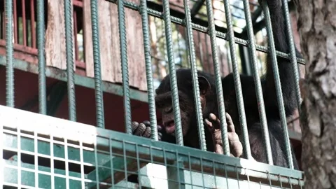 Big black monkey eating grapes. Ape in captivity sitting imprisoned in a cage 動画素材 149378203