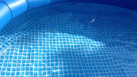 Big Black Natrix ringed water snake swims in Clear water of Blue Swimming Pool Video stock 167967869