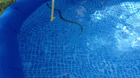 Big Black Natrix ringed water snake swims in Clear water of Blue Swimming Pool 5 Stock Footage 167967902