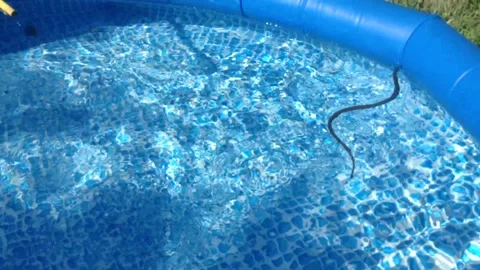 Big Black Natrix ringed water snake swims in Clear water of Blue Swimming Pool 4 Stock Footage 167967904