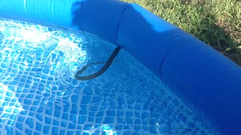 Big Black Natrix ringed water snake swims in Clear water of Blue Swimming Pool 7 Stock Footage 167967912