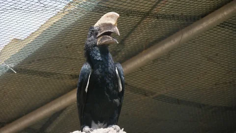 Big black parrot with a humpy beak sitting under a roof in a zoo in summer Stock Footage 117585684