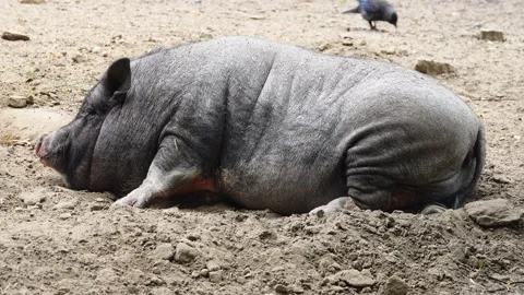 Big black pig lying on the ground Stock Footage 222597372