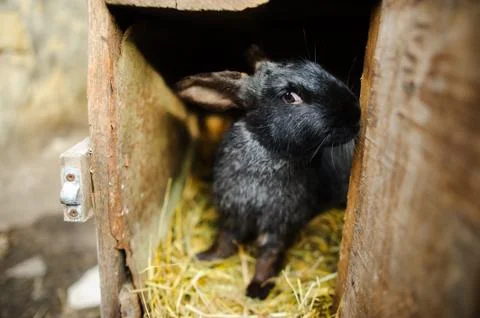 Big black rabbit in a cage. Stock Photos