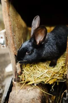 Big black rabbit in a cage. Stock Photos