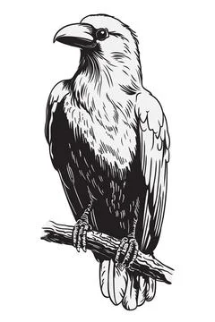 Big black raven on a tree branch Stock Illustration