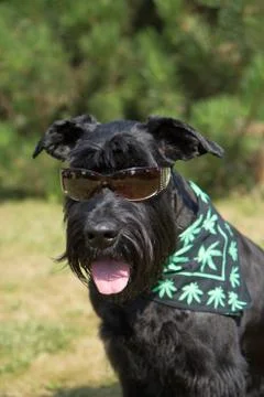 Big Black Schnauzer Dog is posing for the camera Stock Photos