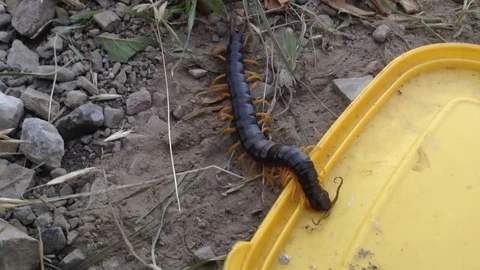 Big Black Scolopendra Eats Up Human Food Close Up , Fox Bay , Crimea , Russia Stock Footage 83273618