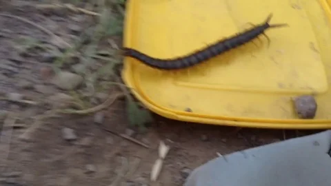 Big Black Scolopendra Eats Up Human Food Close Up , Fox Bay , Crimea , Russia 3 Stock Footage 83273630