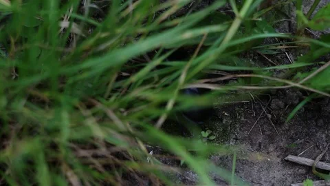 Big black shiny beetle slowly crawling in the garden forest grass. Stock Footage 111064695