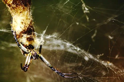 Big black spider on cobweb with copy space in deep jungle or forest. Stock Photos