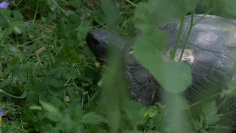 Big black tortoise is moving carefully inside the green grass Video stock 129522902