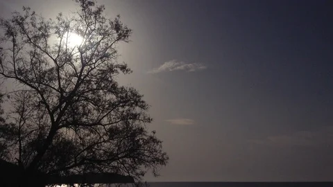 Big Black Tree in Shadow on The Black Sea - Crimea Russia Stock Footage 87095659