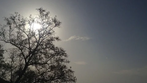 Big Black Tree in Shadow Of the Sun on The Black Sea - Crimea Russia 2 Video stock 87095664