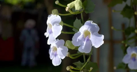Big Black tropical carpenter bee gather nectar from clock vine flower. Stock Footage 295267576