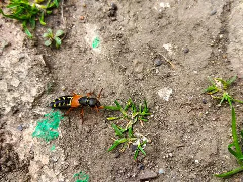 Big black wasp crawling on ground Stock Photos