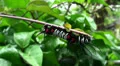 Big black white red caterpillar with long horns tentacles HD Footage