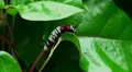 Big black white red caterpillar 2 with long horns HD Footage