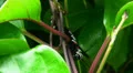 Big black white red caterpillar with long horns HD Footage