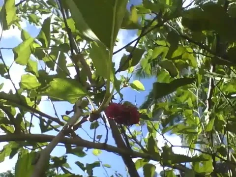 A big blackberry tree with fruit Stock Footage 166432744