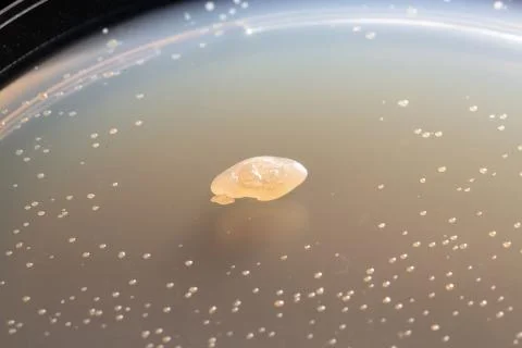 Big blobby bacterium Fotos de archivo