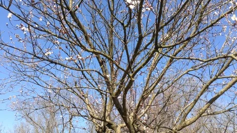 Big Blooming apricot tree with white flowers . Spring Crimea Stock Footage 89324749