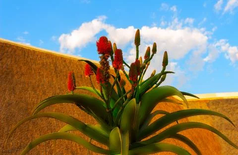 Big blooming flower of aloe vera and bright sky on a sunny day Stock Photos