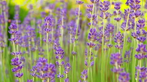 Big blooming lavender bush closeup Stock-Footage 201156340