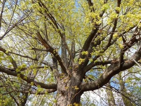 Big Blooming Maple Foto stock