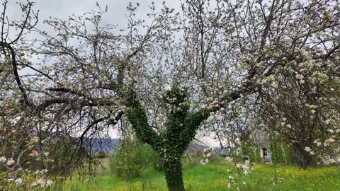 Big blooming tree. Stock Footage 317681680
