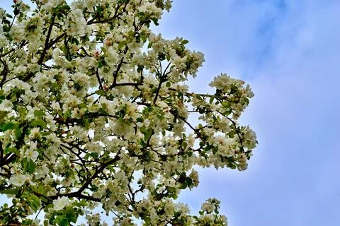 The big blossoming apple-tree tree Stock Photos